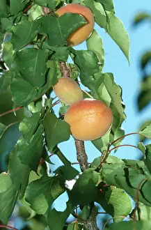 Apricot: Apricots
