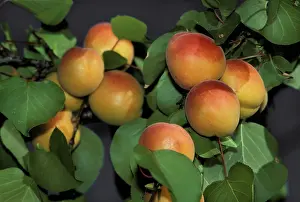 Ready: Apricots ready for harvest