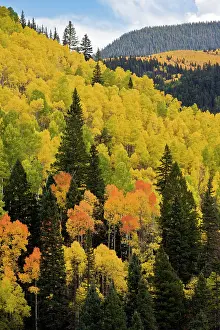 Firs: Apsen Trees - in autumn (fall) colours with Douglas Firs