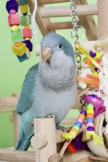 Aqua: Aqua Quaker Parakeet