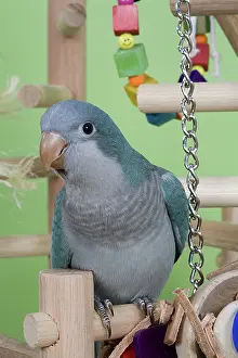Aqua: Aqua Quaker Parakeet