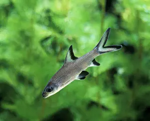 Melanopterus: Aquarium - with Bala Shark