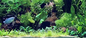 Tanks: Aquarium - with Blue Gourami