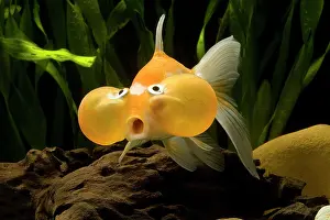 Startled: Aquarium Fish