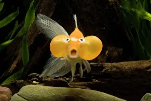 Startled: Aquarium Fish