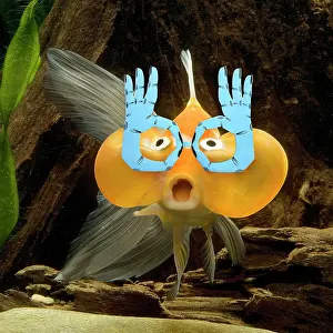 Spectacles: Aquarium Fish