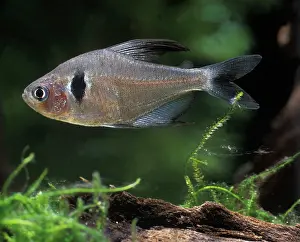 Tetra: Aquarium Fish - Black Phantom Tetra