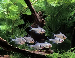 Tetra: Aquarium Fish - Black Phantom Tetra