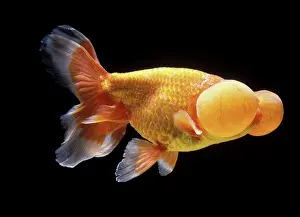 Goldfishes: Aquarium Fish - Bubble-Eye Goldfish