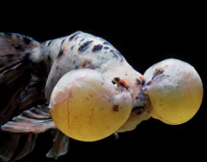 Goldfishes: Aquarium Fish - Bubble-Eye Goldfish