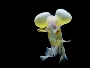 Goldfishes: Aquarium Fish - Bubble-Eye Goldfish