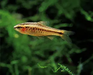 Barb: Aquarium Fish - Cherry Barb