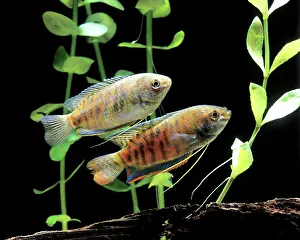 Colisa: Aquarium Fish - Dwarf Gourami