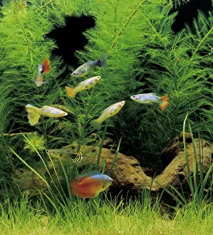 Colisa: Aquarium Fish - Dwarf Gourami and Guppy