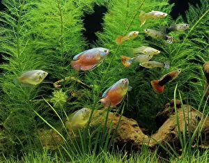 Colisa: Aquarium Fish - Dwarf Gourami and Guppy