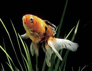 Fantail: Aquarium Fish - Fantail Goldfish