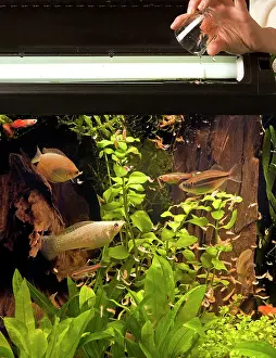 Tanks: Aquarium Fish - being fed