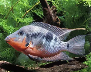 Cichlids: Aquarium Fish - Firemouth Cichlid