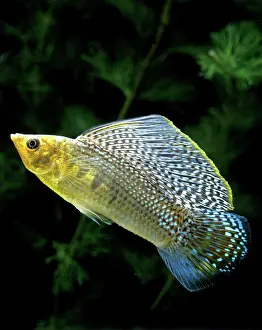 Molly: Aquarium Fish - Giant Sailfin Molly