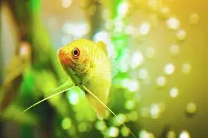 Morph: Aquarium Fish Golden gourami Trichogaster trichopterus
