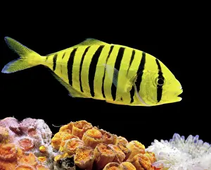Caranx: Aquarium Fish - Golden Jack / Golden Trevally