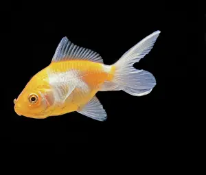 Goldfishes: Aquarium Fish - Goldfish