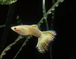 Reticulatus: Aquarium Fish - Guppy - male