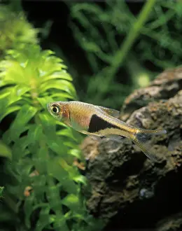 Rasbora: Aquarium Fish - Harlequin Rasbora