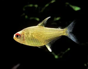 Tetra: Aquarium Fish - Lemon Tetra