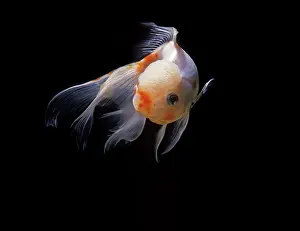 Goldfishes: Aquarium Fish - Lionhead Goldfish