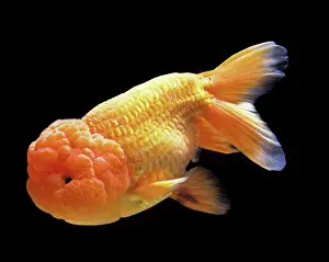 Goldfishes: Aquarium Fish - Lionhead Goldfish