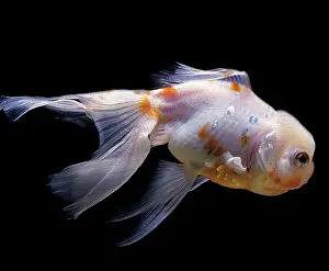Goldfishes: Aquarium Fish - Lionhead Goldfish