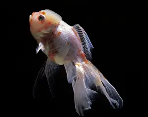 Goldfishes: Aquarium Fish - Lionhead Goldfish