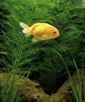 Goldfishes: Aquarium Fish - Lionhead Goldfish - young