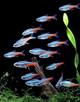 Neon: Aquarium Fish - Neon Tetra