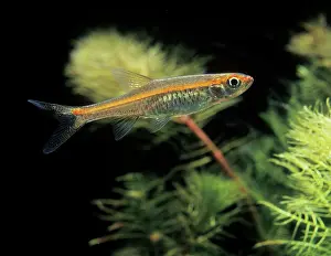 Rasbora: Aquarium Fish - Red-line Rasbora