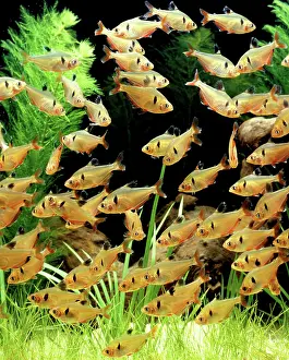 Tetra: Aquarium Fish - Serpae tetra