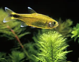 Tetra: Aquarium Fish - Silver-tipped Tetra