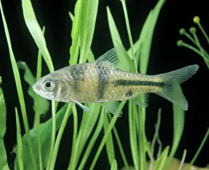 Barb: Aquarium Fish - Spanner Barb
