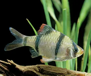 Sumatra: Aquarium Fish - Sumatra / Tiger Barb
