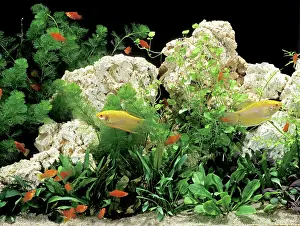 Tanks: Aquarium Fish - Three-spot / Blue Gourami (Trichogaster