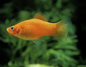 Xiphophorus: Aquarium Fish - Variegated / Variable Platy