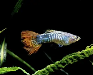 Veil: Aquarium Fish - Veil-tail Guppy
