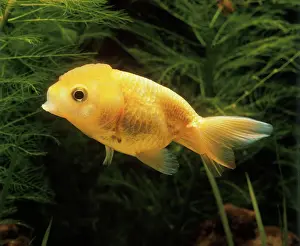 Goldfishes: Aquarium Fish - young Lionhead Goldfish