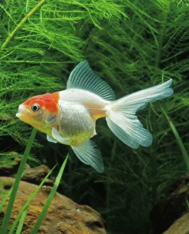 Goldfishes: Aquarium Fish - young Lionhead Goldfish