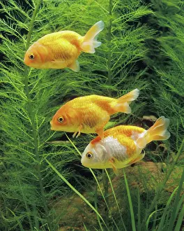 Goldfishes: Aquarium Fish - young Lionhead Goldfish
