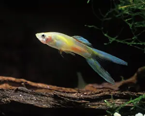 Reticulatus: Aquarium Fish - young male Guppy