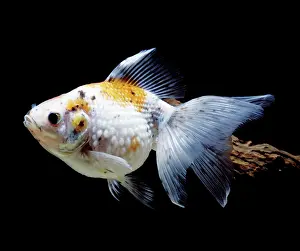 Goldfishes: Aquarium - Goldfish