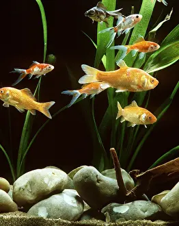 Shoals: AQUARIUM GOLDFISH