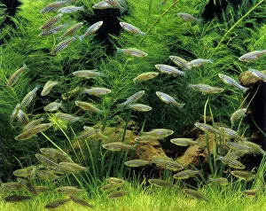 Danio: Aquarium - Zebra Danio Fish - feeding